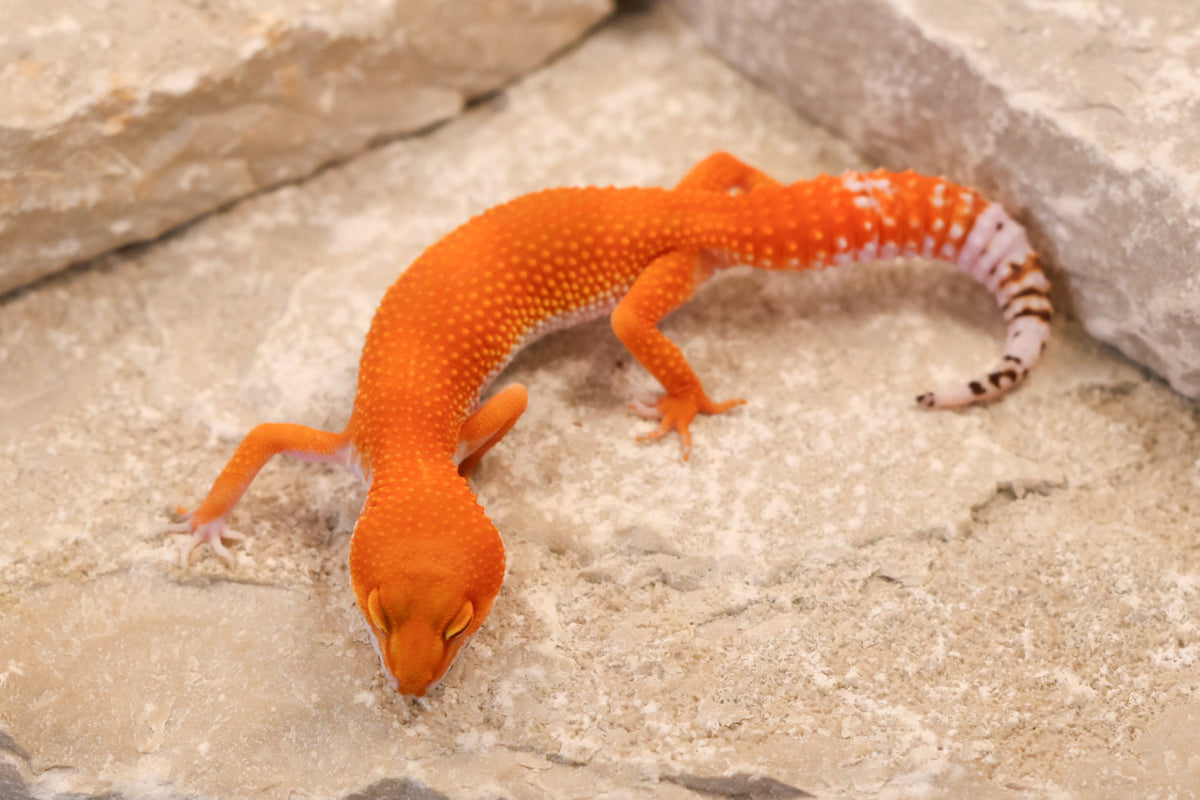 26-258 | Blood Tangerine het Tremper Albino | Female
