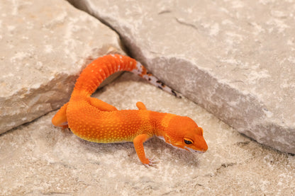 26-111 | Blood/Gecko Genetics Tangerine | Female