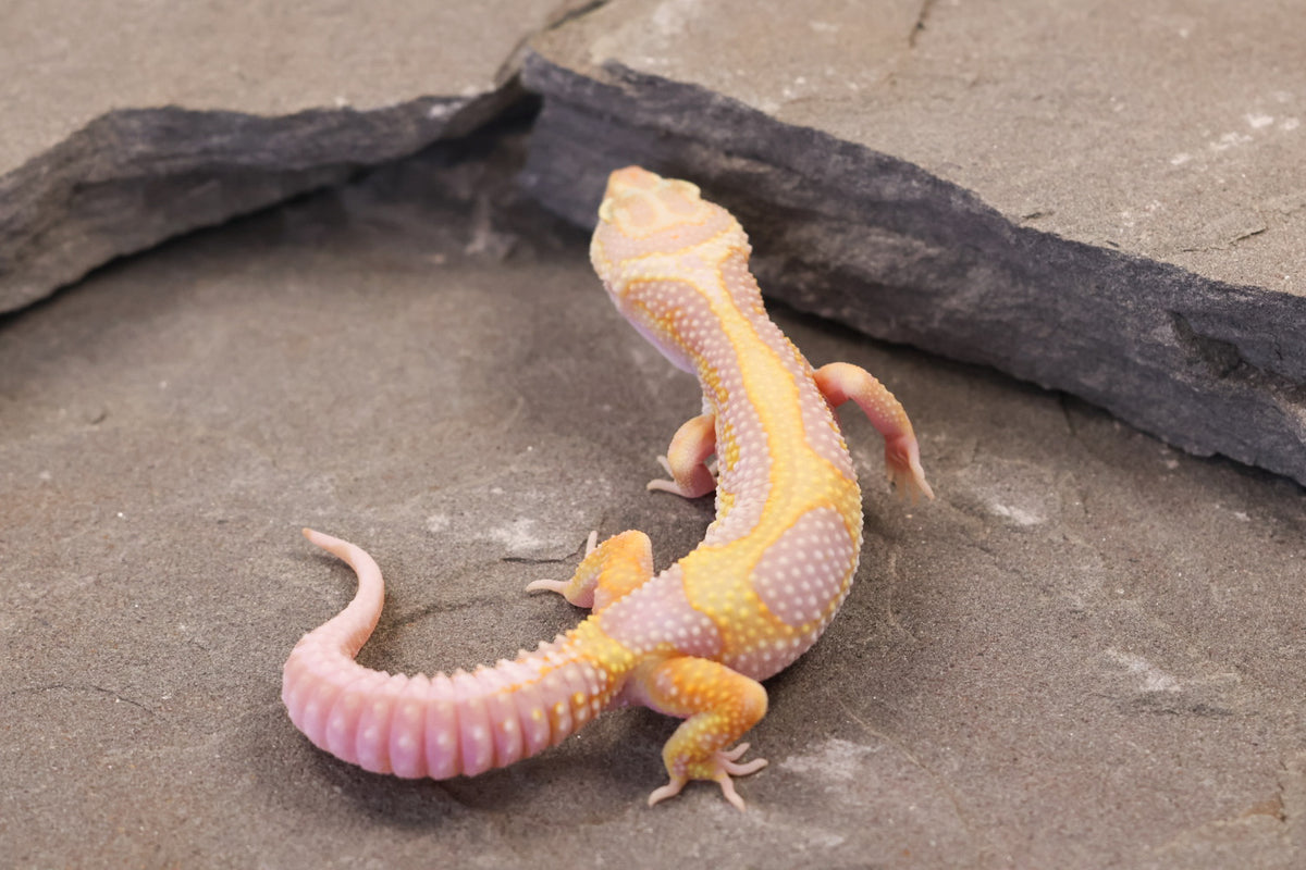 26-090 | Tremper Albino Bold Bandit | Female