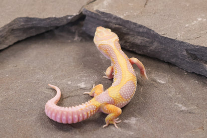 26-090 | Tremper Albino Bold Bandit | Female