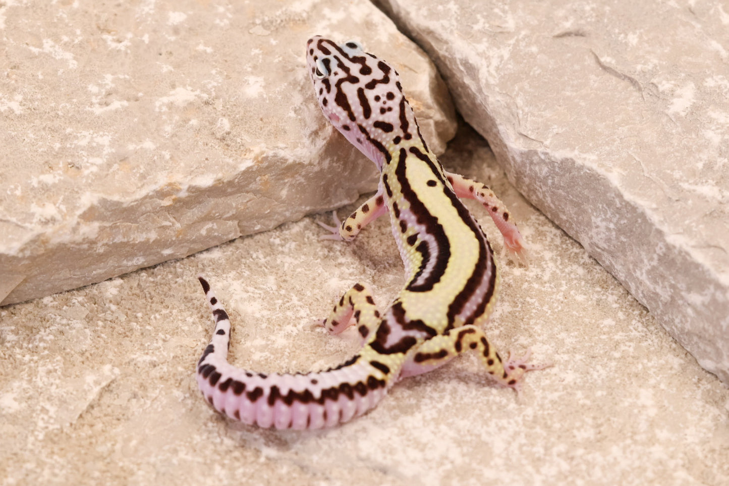 25-195 | Bold Stripe Gem Snow | Female