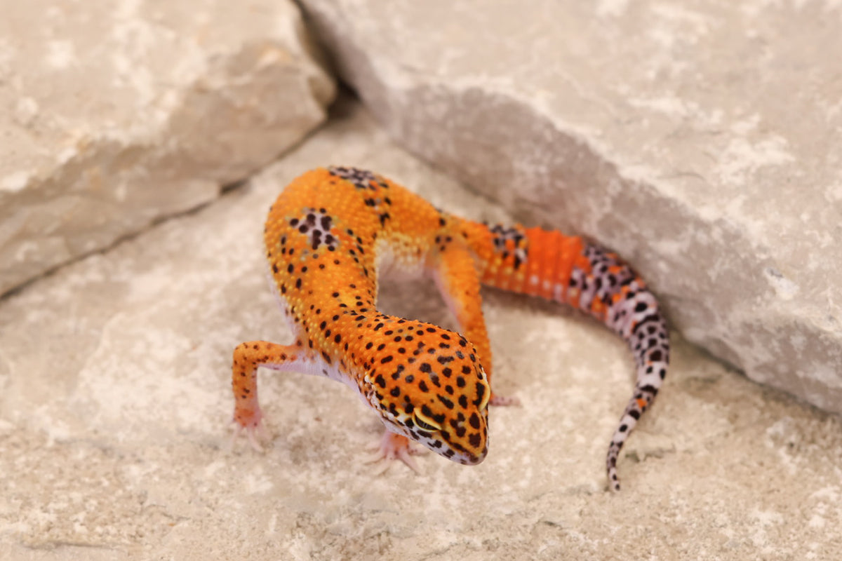 26-343 | Purple Head Tangerine | Female