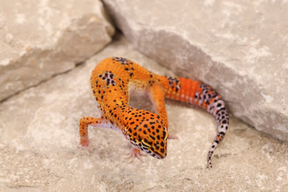 26-343 | Purple Head Tangerine | Female