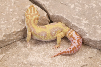 21-409 | Tremper Albino Bold Bandit | Male