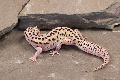 25-126 | Rainbow Stripe Cross Gem Snow Eclipse | Female