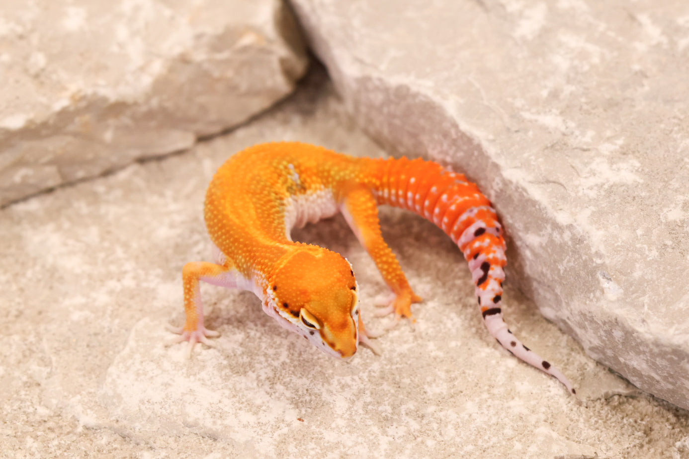 26-156 | Red Diamond/Electric Inferno Tangerine het Tremper Albino | Female