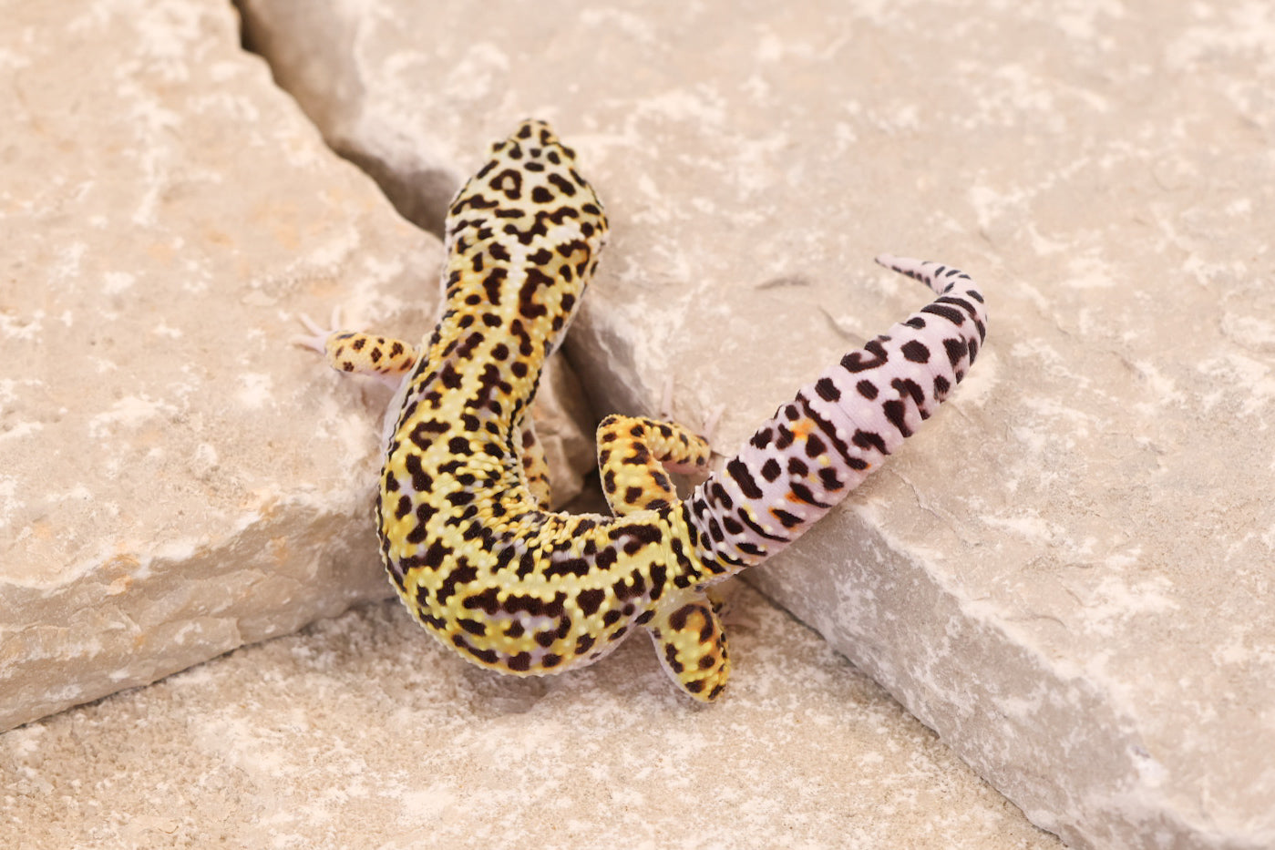 25-096 | Gem Snow het Rainwater Albino | Male