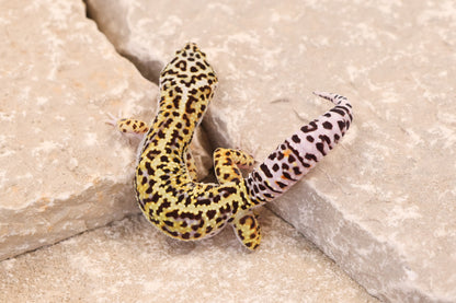 25-096 | Gem Snow het Rainwater Albino | Male