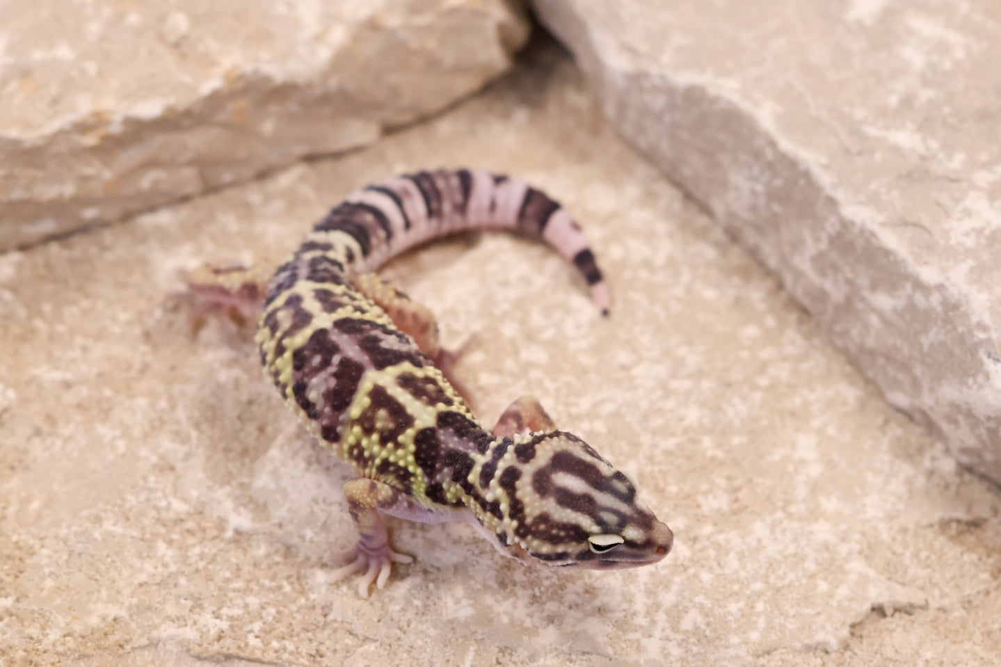 25-208 | Choga Zanbil E. angramainyu | Female