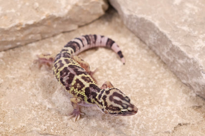 25-208 | Choga Zanbil E. angramainyu | Female