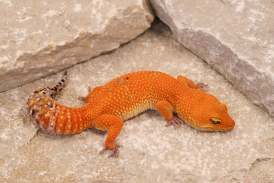 24-103 | Tangerine | Female
