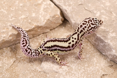 25-084 | Bold Stripe Gem Snow | Male