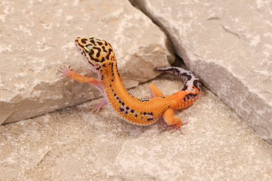 26-062 | Purple Head Cross Striped Tangerine het Radar | Female