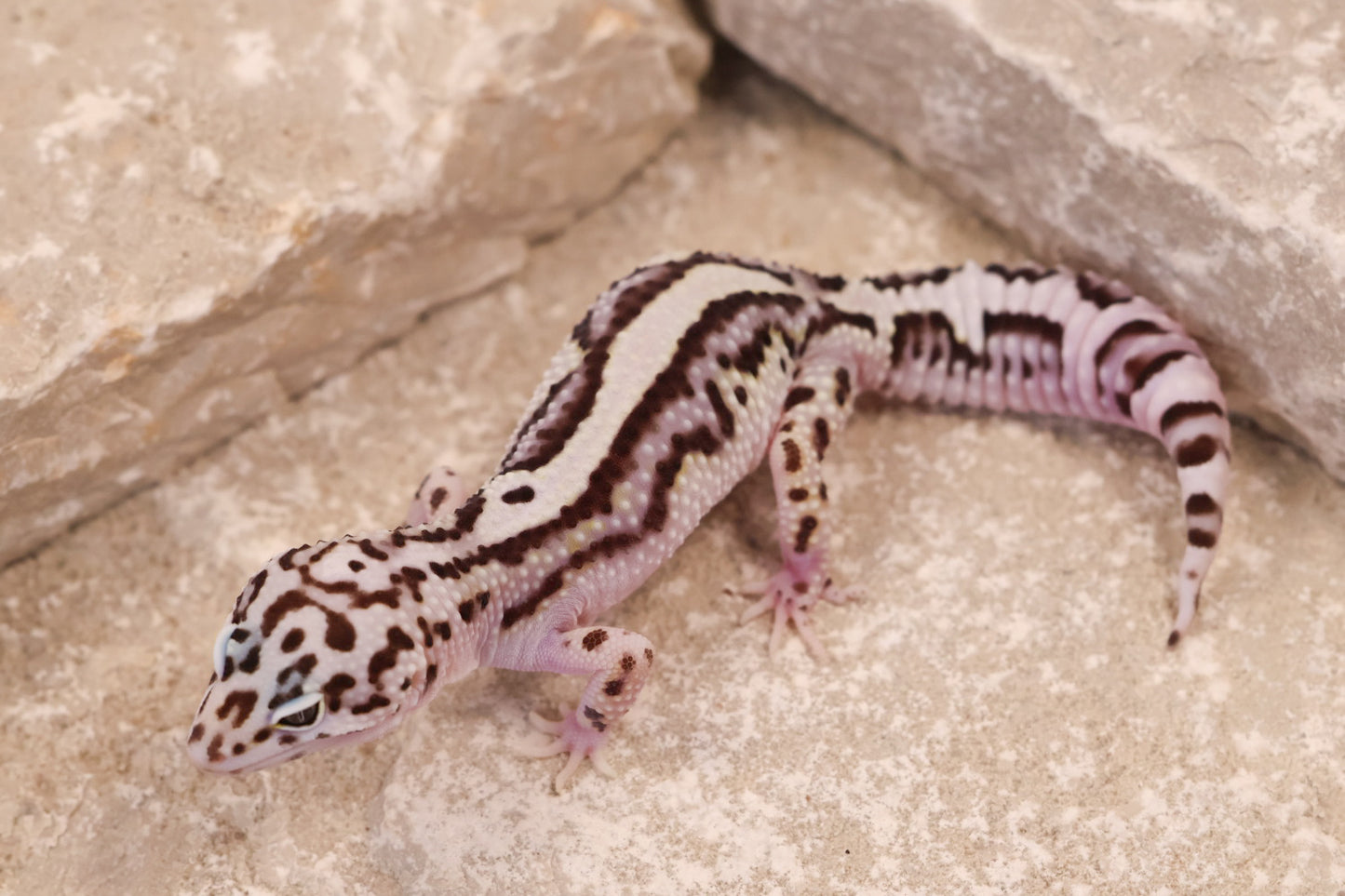 25-105 | Bold Stripe Gem Snow | Female