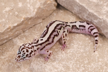 25-105 | Bold Stripe Gem Snow | Female