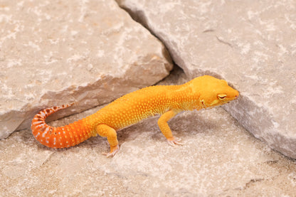 25-724 | Tangerine Bell Albino | Male