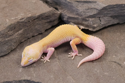 26-198 | Snowflake | Female