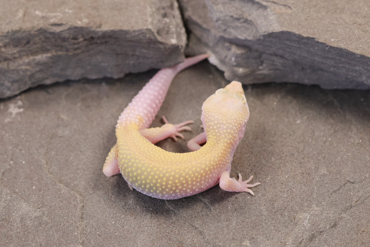 26-285 | Snowflake | Female