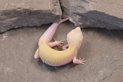26-285 | Snowflake | Female