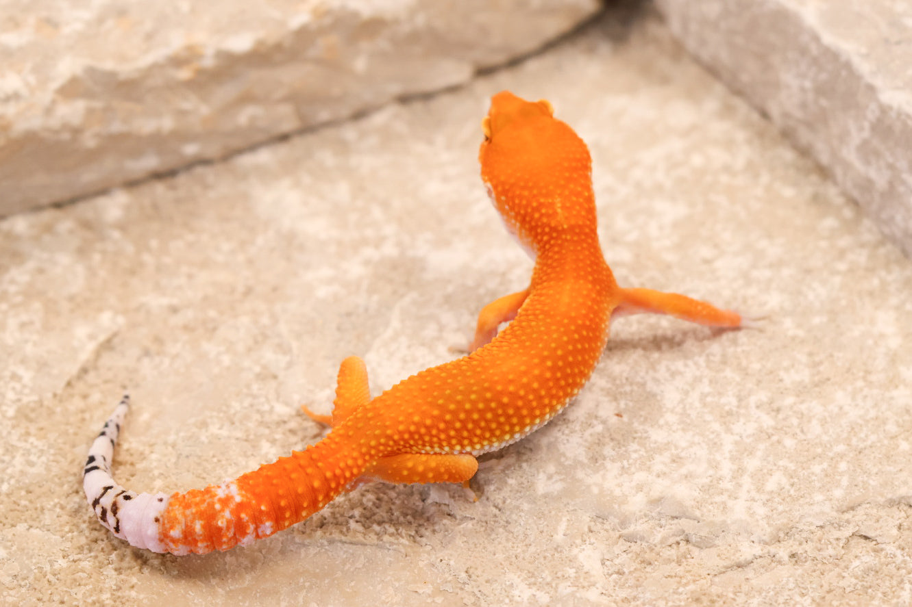 26-157 | Blood Tangerine het Tremper Albino | Male