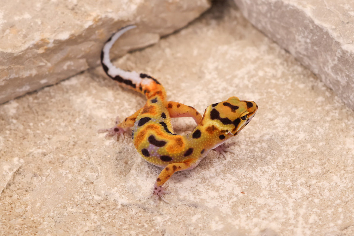 26-304 | Original Line Clown | Probable Female
