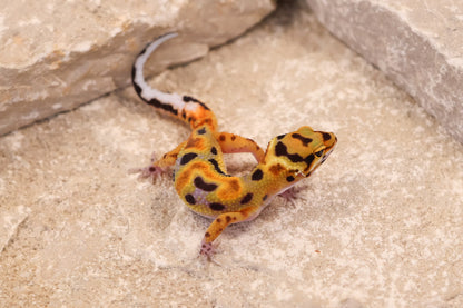26-304 | Original Line Clown | Probable Female