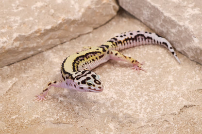 25-137 | Bold Stripe Possible W/Y | Female