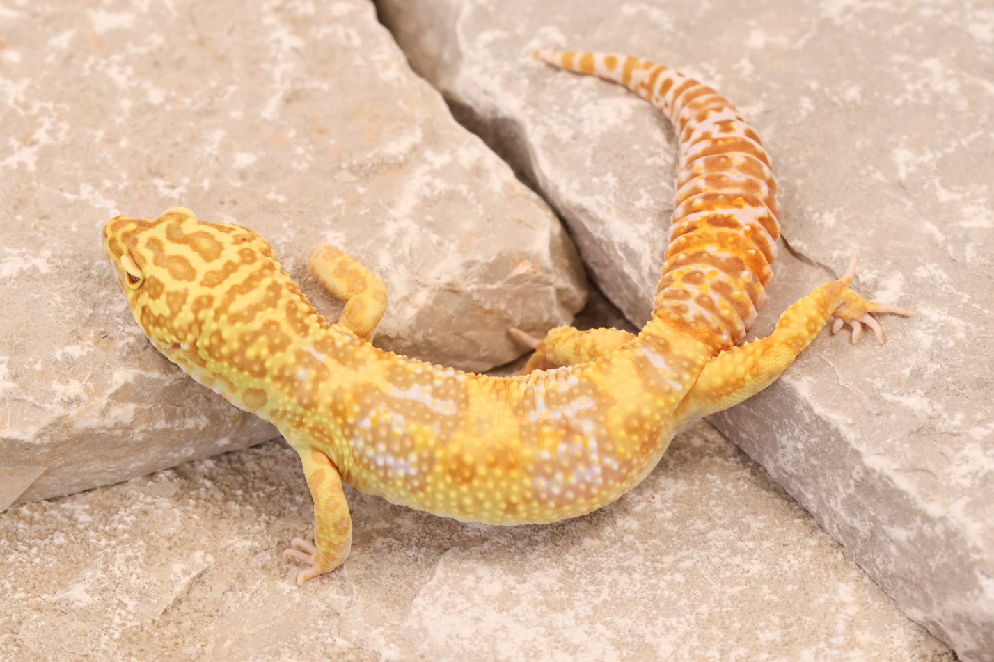 21-222 | Super Giant Tremper Albino | Male