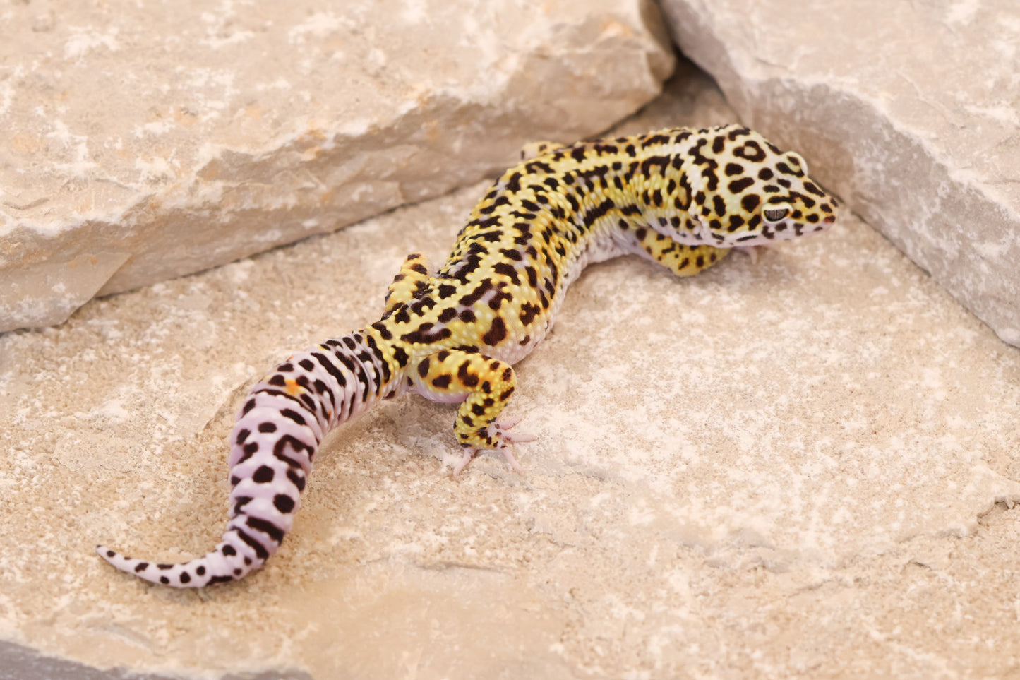 25-096 | Gem Snow het Rainwater Albino | Male