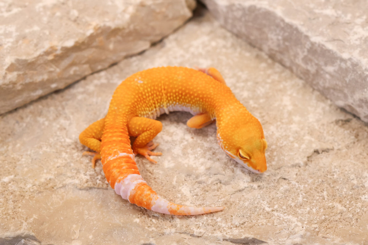 26-051 | Tremper Sunglow | Female
