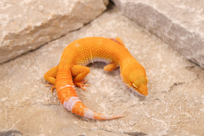 26-051 | Tremper Sunglow | Female