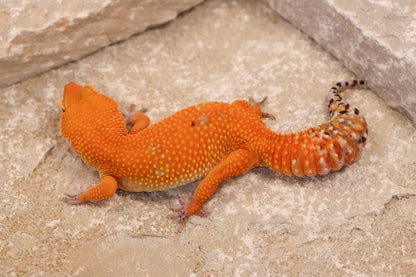24-103 | Tangerine | Female