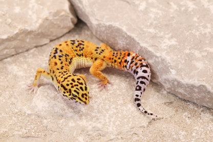 25-185 | Afghan Tangerine het Raptor | Female