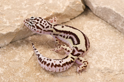 25-195 | Bold Stripe Gem Snow | Female