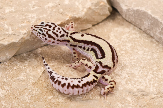 25-195 | Bold Stripe Gem Snow | Female