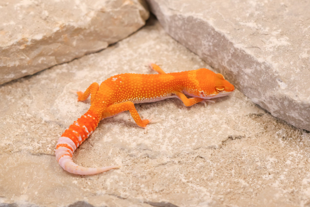 26-264 | Blood/Red Diamond Tangerine Tremper Albino | Female