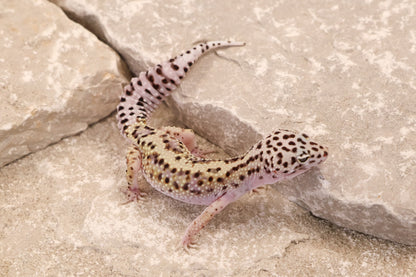 24-039 | Gem Snow het Rainwater Albino | Female