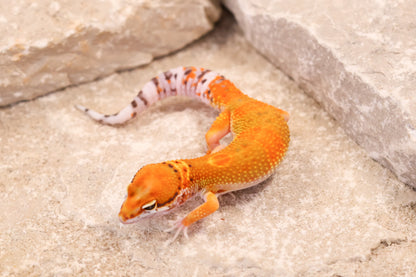 26-195 | Clown/Electric Inferno Tangerine | Male