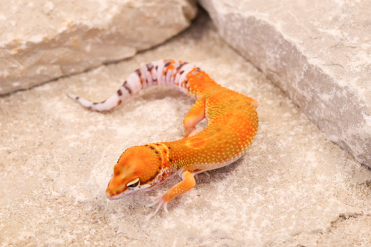 26-195 | Clown/Electric Inferno Tangerine | Male