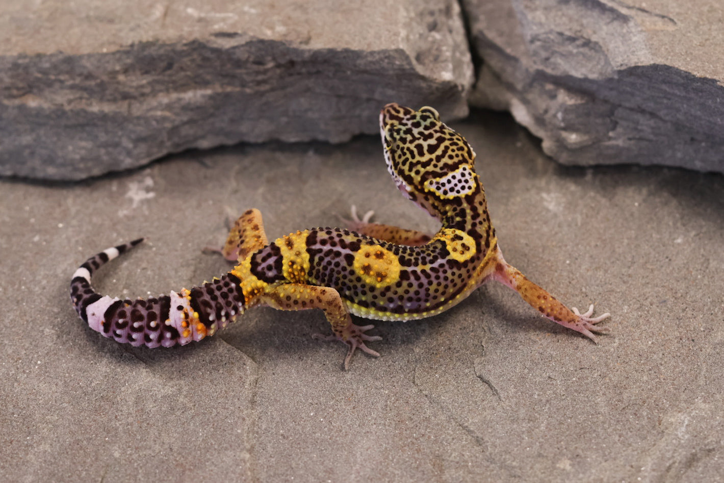 26-373 | Black Night/Purple Head Melanistic Tangerine | Female