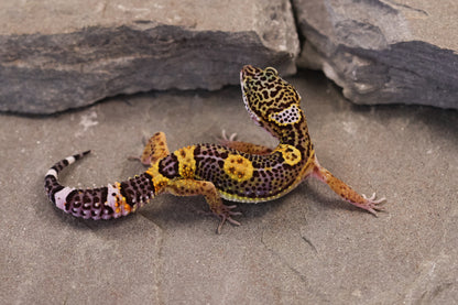 26-373 | Black Night/Purple Head Melanistic Tangerine | Female