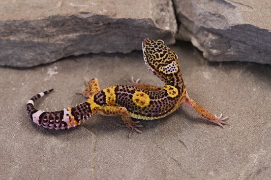 26-373 | Black Night/Purple Head Melanistic Tangerine | Female
