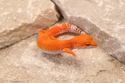 26-258 | Blood Tangerine het Tremper Albino | Female