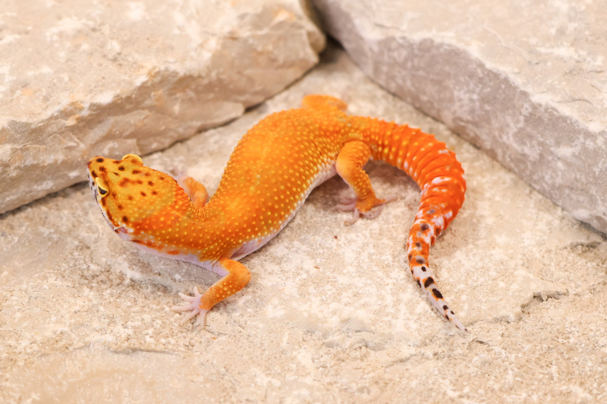 26-096 | Blood/Red Diamond Tangerine het Tremper Albino | Female