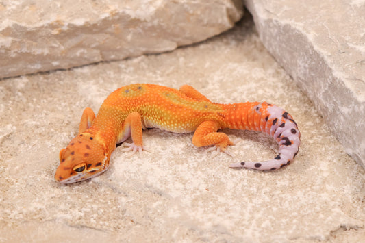 26-042 | Clown/Electric Inferno Tangerine | Female