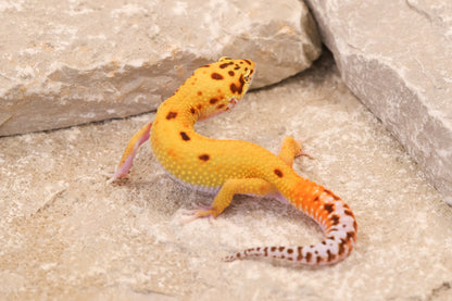 26-237 | Desert Tangerine Eclipse | Male