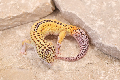 24-099 | Rainbow Stripe Eclipse het Tremper Albino | Male