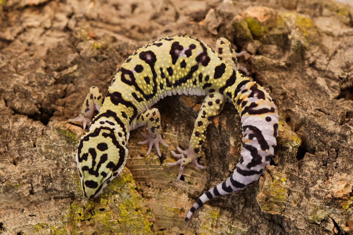 26-133 | E.m. afghanicus | Male