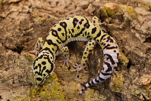 26-133 | E.m. afghanicus | Male
