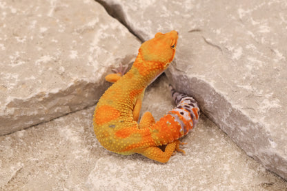 25-141 | B&M Line Emerine | Female